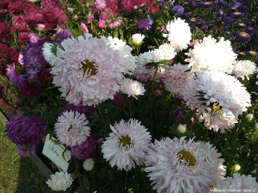 Аптекарский огород. Ч.2 — Туризм и путешествия: фотоотчеты из поездок