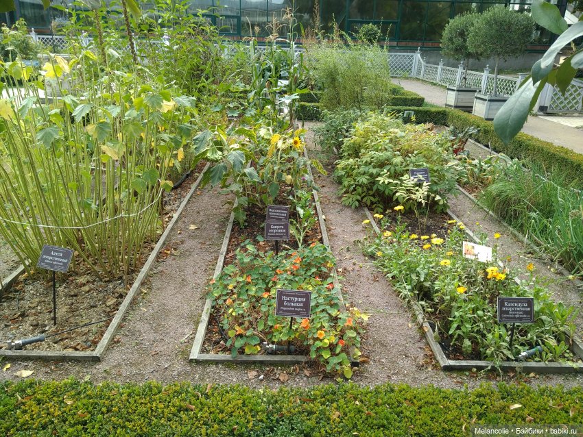 Аптекарский огород. Ч.1 — Туризм и путешествия: фотоотчеты из поездок