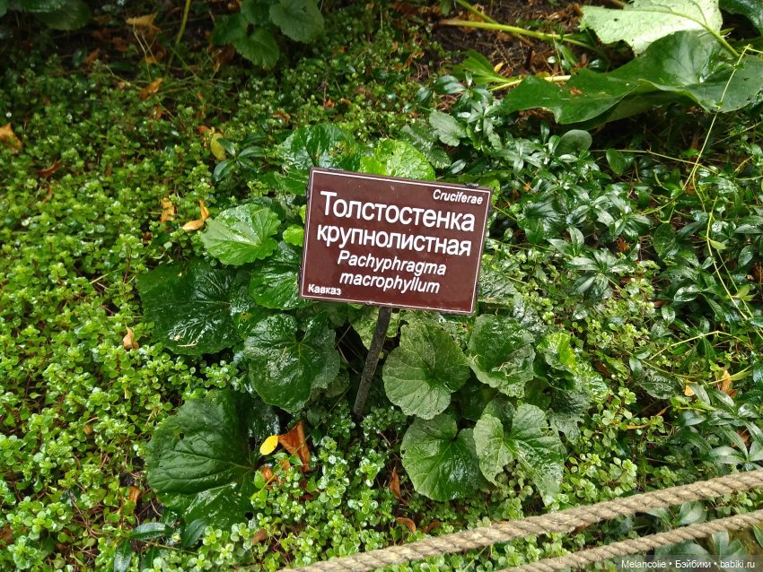 Аптекарский огород. Ч.2 — Туризм и путешествия: фотоотчеты из поездок