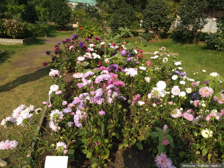 Аптекарский огород. Ч.2 — Туризм и путешествия: фотоотчеты из поездок