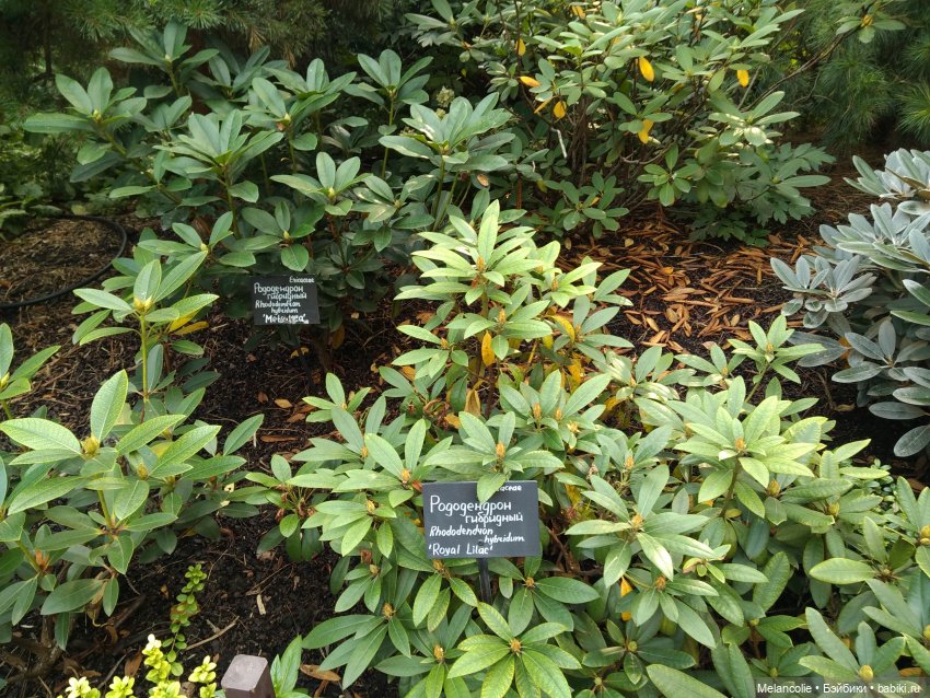 Аптекарский огород. Ч.2 — Туризм и путешествия: фотоотчеты из поездок