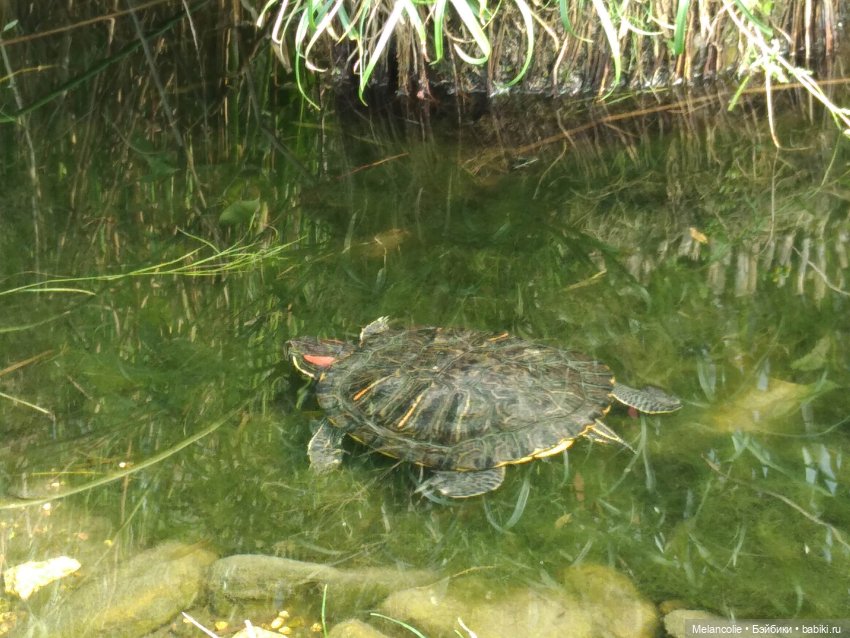 Аптекарский огород. Ч.2 — Туризм и путешествия: фотоотчеты из поездок