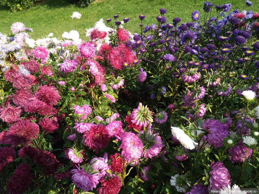 Аптекарский огород. Ч.2 — Туризм и путешествия: фотоотчеты из поездок