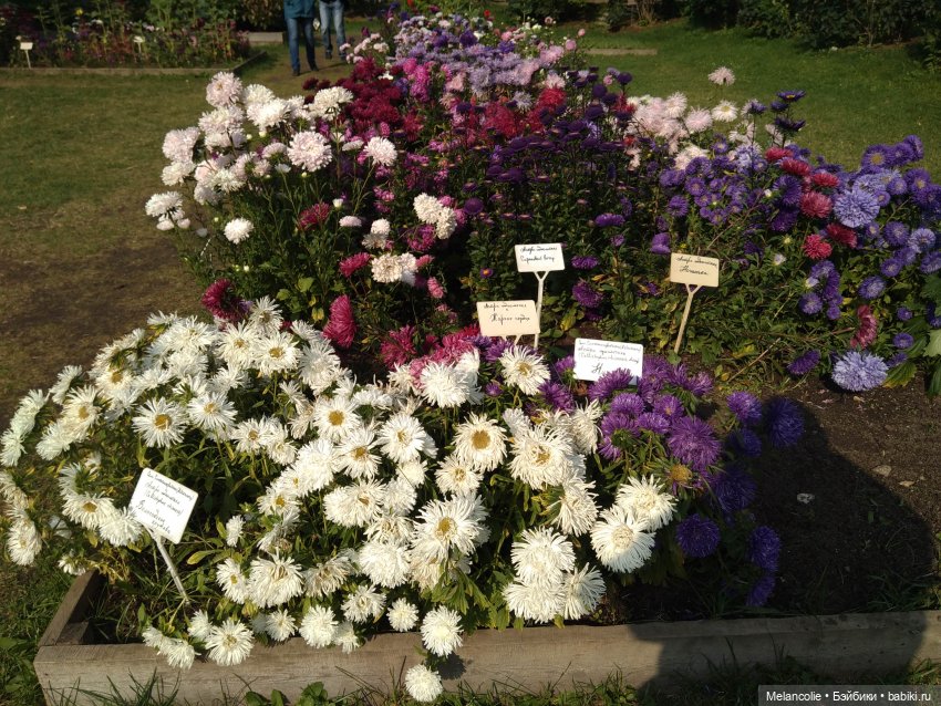 Аптекарский огород. Ч.2 — Туризм и путешествия: фотоотчеты из поездок