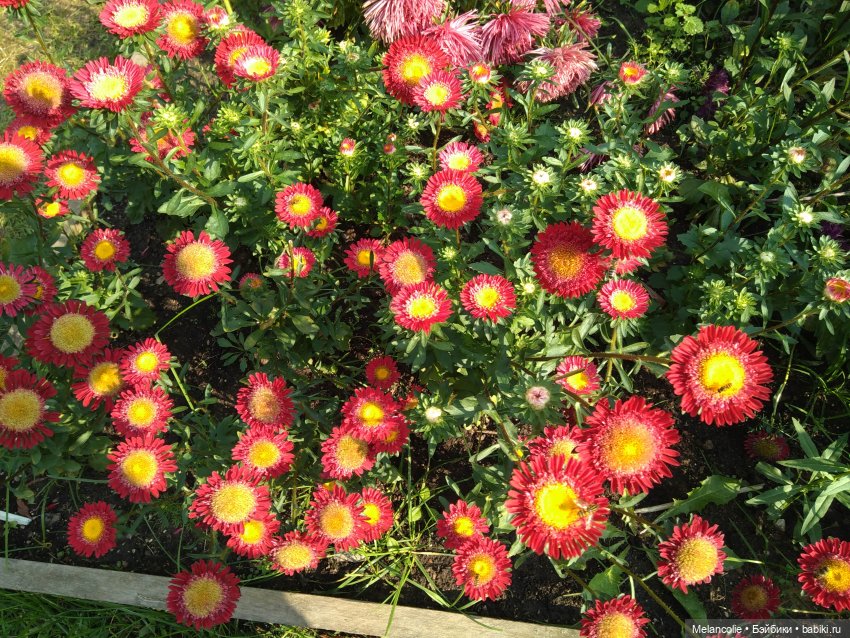 Аптекарский огород. Ч.2 — Туризм и путешествия: фотоотчеты из поездок