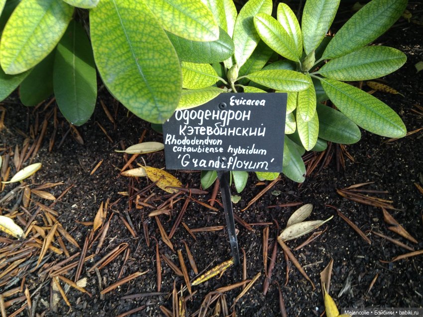 Аптекарский огород. Ч.2 — Туризм и путешествия: фотоотчеты из поездок