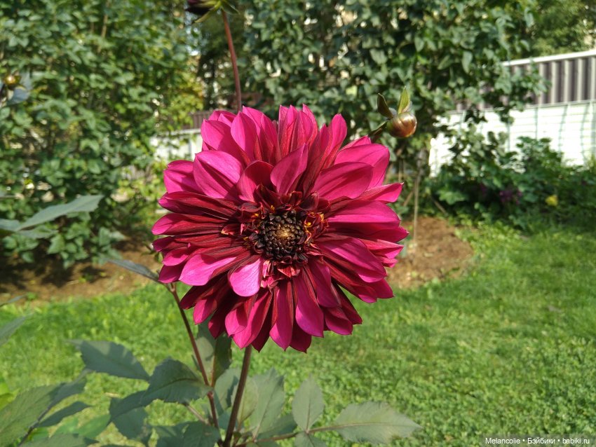 Аптекарский огород. Ч.2 — Туризм и путешествия: фотоотчеты из поездок