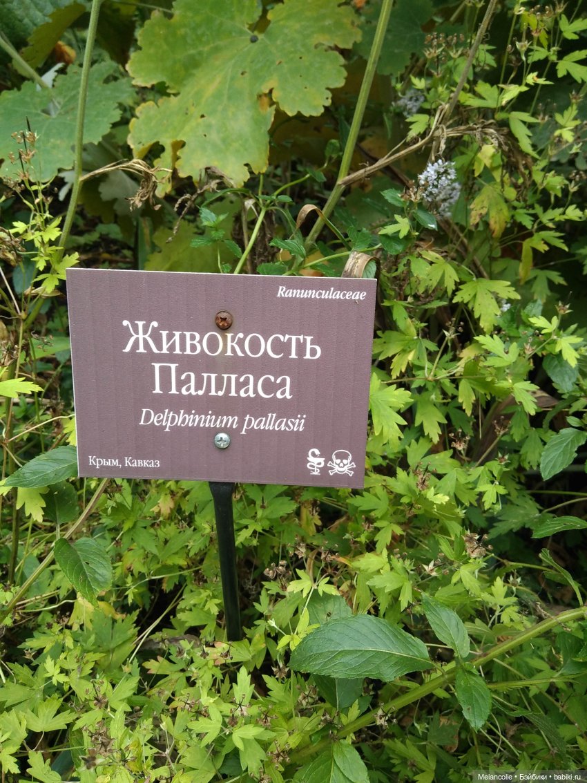 Аптекарский огород. Ч.2 — Туризм и путешествия: фотоотчеты из поездок