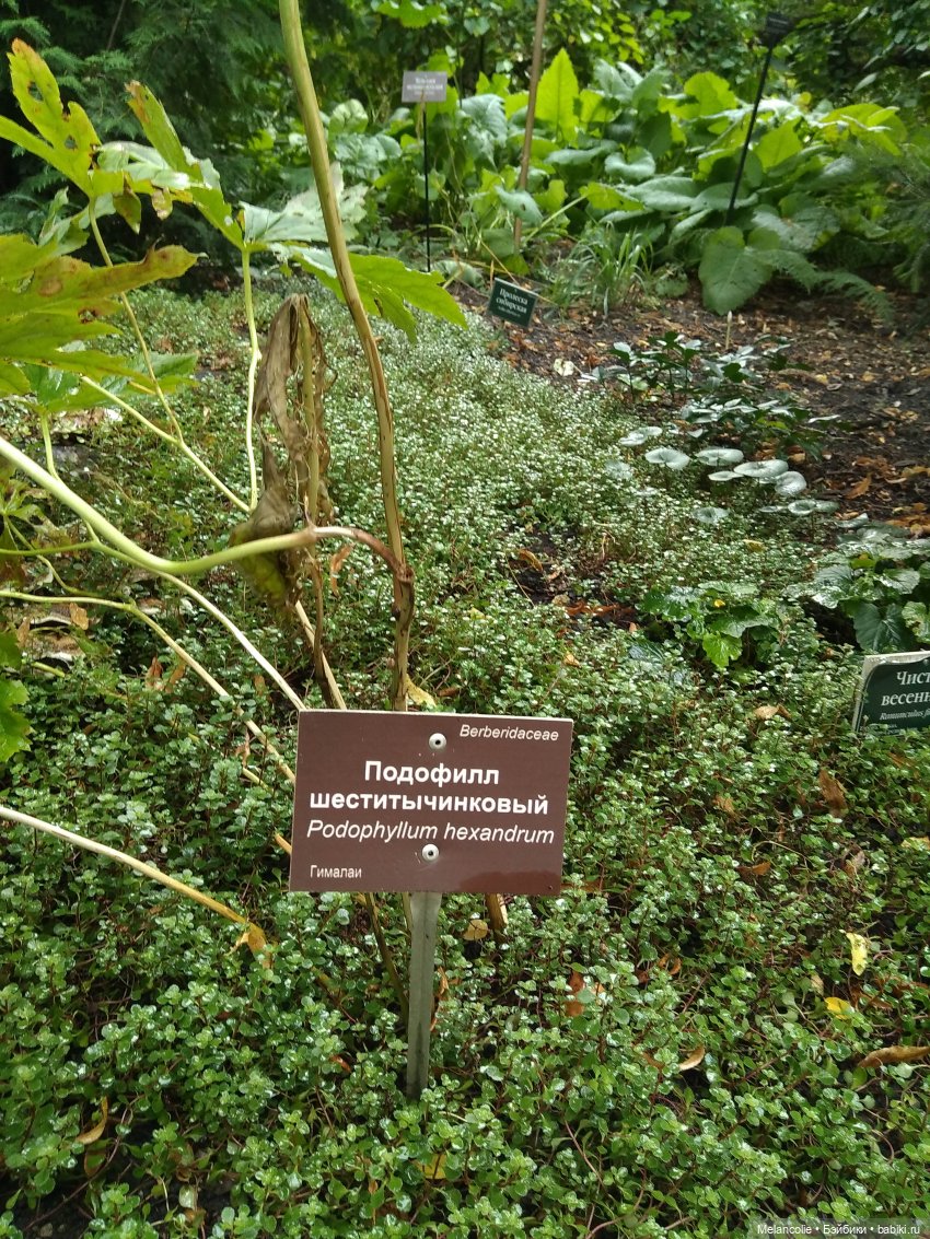 Аптекарский огород. Ч.2 — Туризм и путешествия: фотоотчеты из поездок