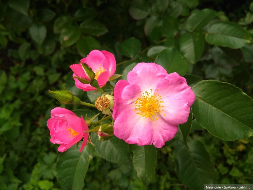 Аптекарский огород. Ч.2 — Туризм и путешествия: фотоотчеты из поездок