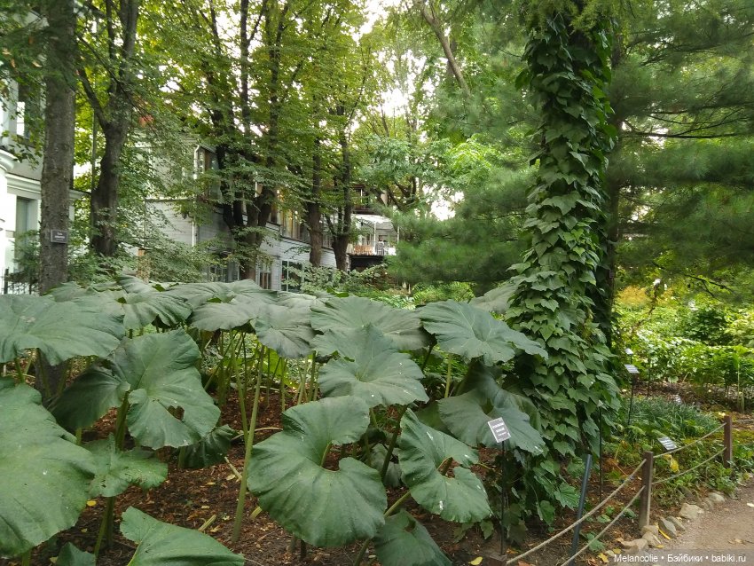 Аптекарский огород. Ч.2 — Туризм и путешествия: фотоотчеты из поездок