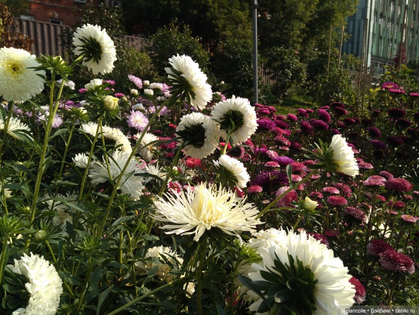 Аптекарский огород. Ч.2 — Туризм и путешествия: фотоотчеты из поездок