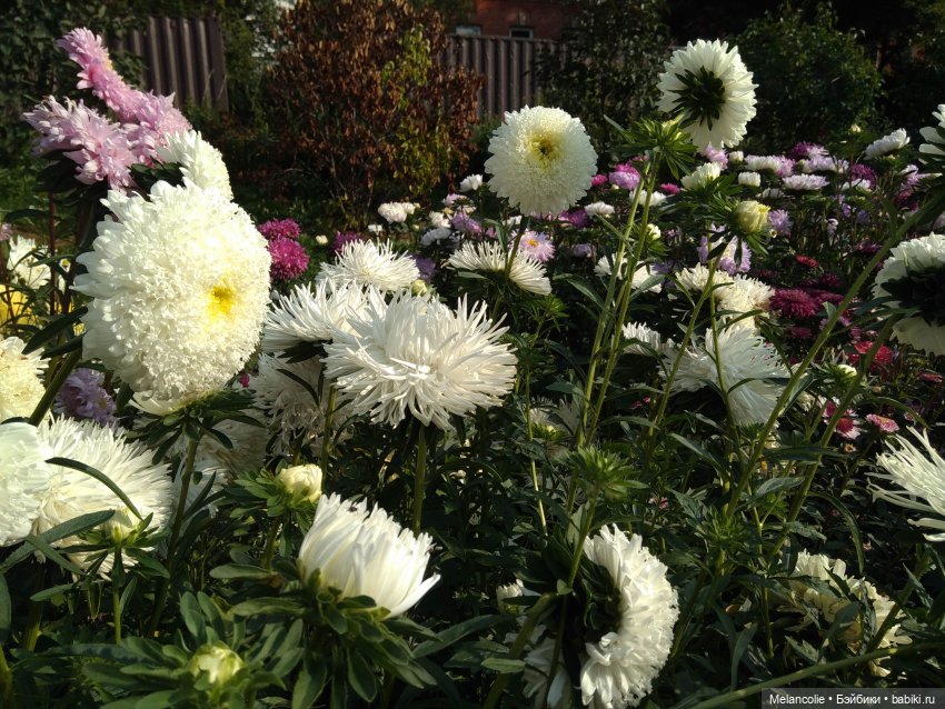 Аптекарский огород. Ч.2 — Туризм и путешествия: фотоотчеты из поездок