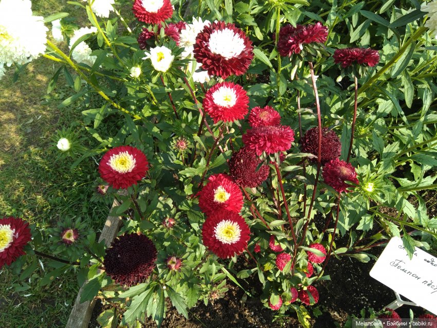 Аптекарский огород. Ч.2 — Туризм и путешествия: фотоотчеты из поездок