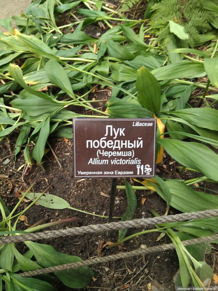 Аптекарский огород. Ч.2 — Туризм и путешествия: фотоотчеты из поездок