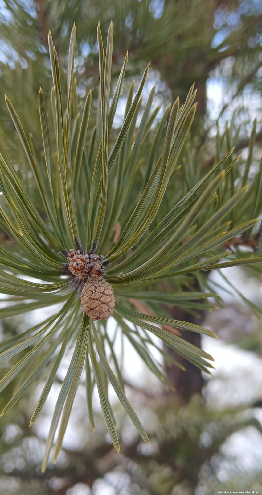 Прогулка с Ари — Российские куклы Весна (фото 4)