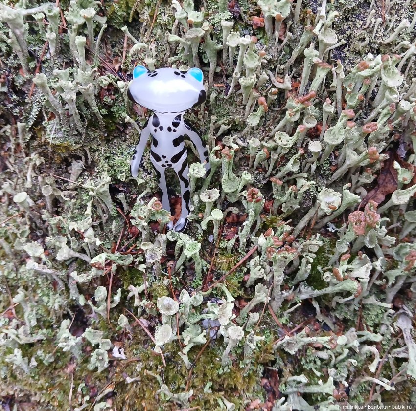 Прогулка в дождливый день. Ян Wonder Frog (фото 3)