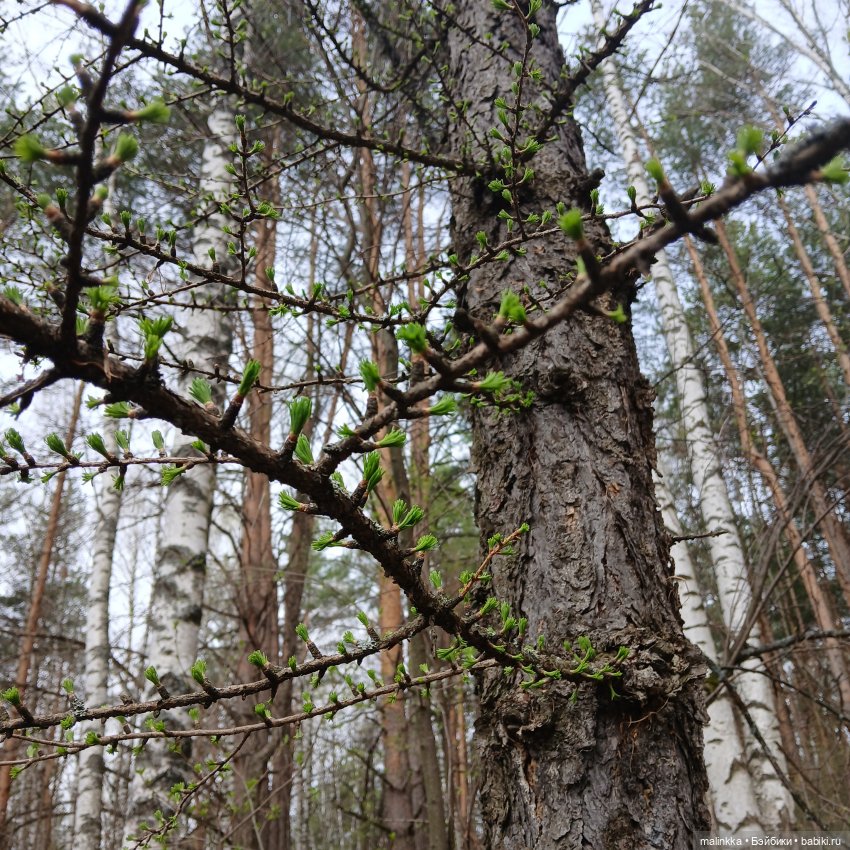 Оливка и весна. EVE LYNNA