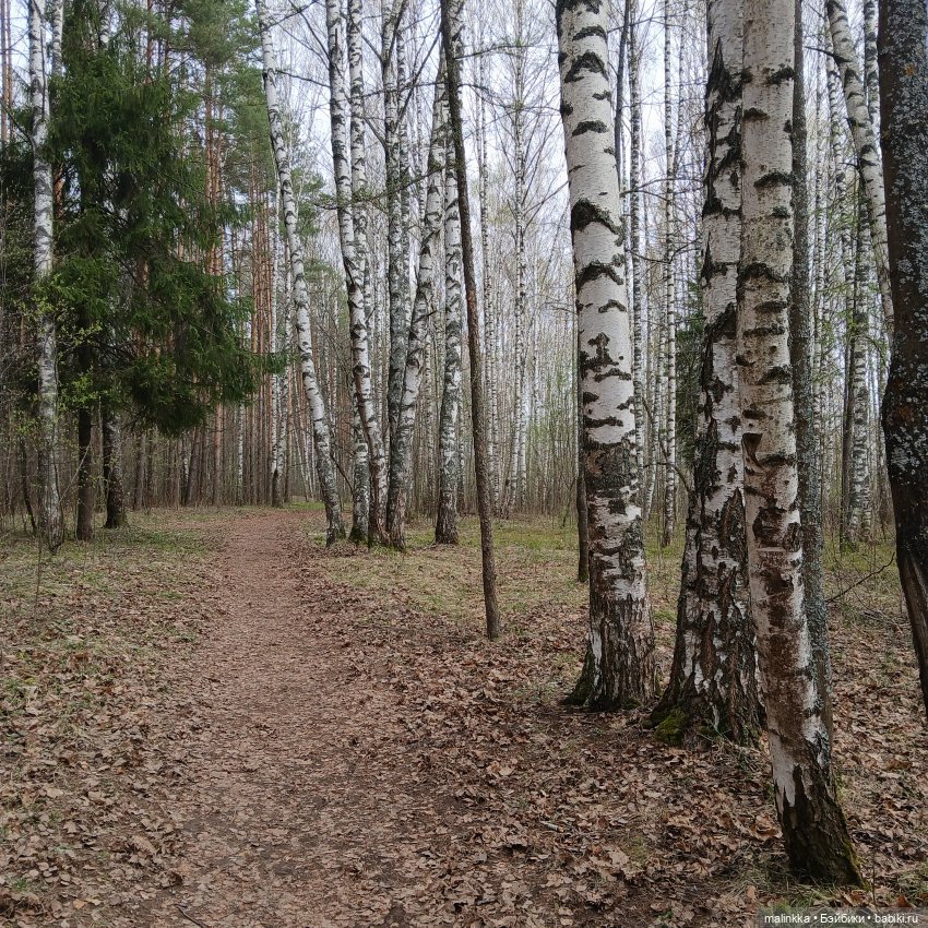 Оливка и весна. EVE LYNNA