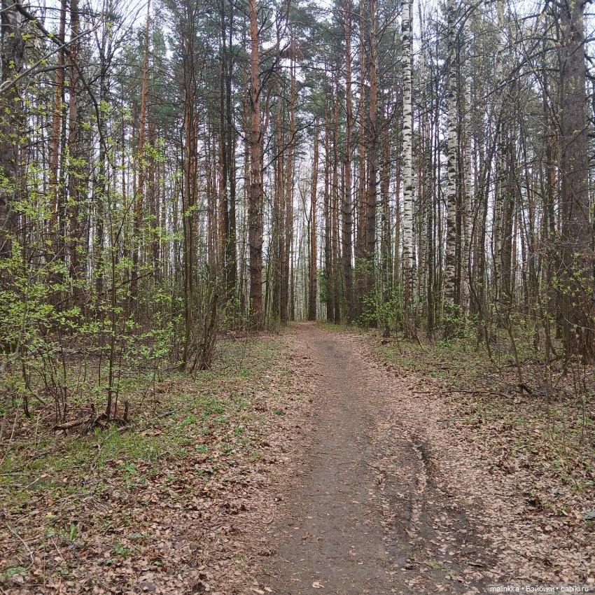 Оливка и весна. EVE LYNNA