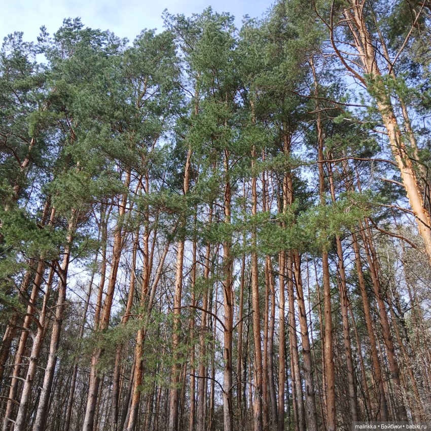 Оливка и весна. EVE LYNNA