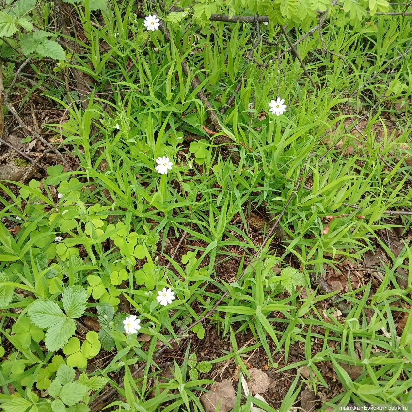 Весна Кэти. MEOW | Бэйбики Весна Кэти. MEOW — Куклы с Алиэкспресс (Aliexpress): Китайские шарнирные