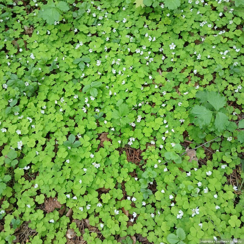 Весна Кэти. MEOW | Бэйбики Весна Кэти. MEOW — Куклы с Алиэкспресс (Aliexpress): Китайские шарнирные