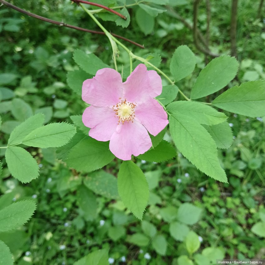 Корнелий Кузьмич — Авторские мишки Тедди и друзья: фото