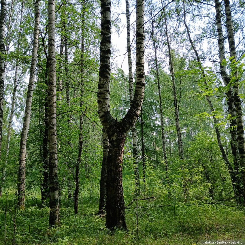 Корнелий Кузьмич — Авторские мишки Тедди и друзья: фото