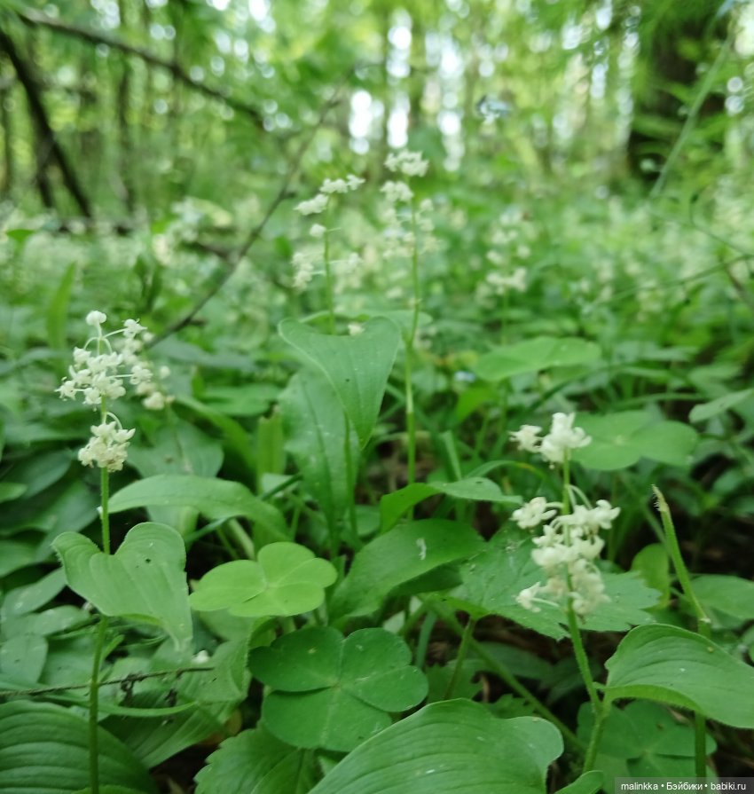 Корнелий Кузьмич — Авторские мишки Тедди и друзья: фото