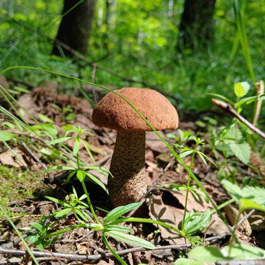 Корнелий Кузьмич — Авторские мишки Тедди и друзья: фото