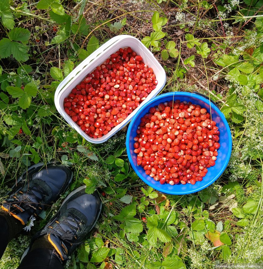 Как мы по ягоды ходили — Коллекционные фигурки (разное): животные (фото 6)