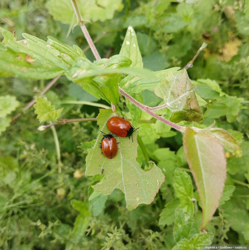 Как мы по ягоды ходили — Коллекционные фигурки (разное): животные