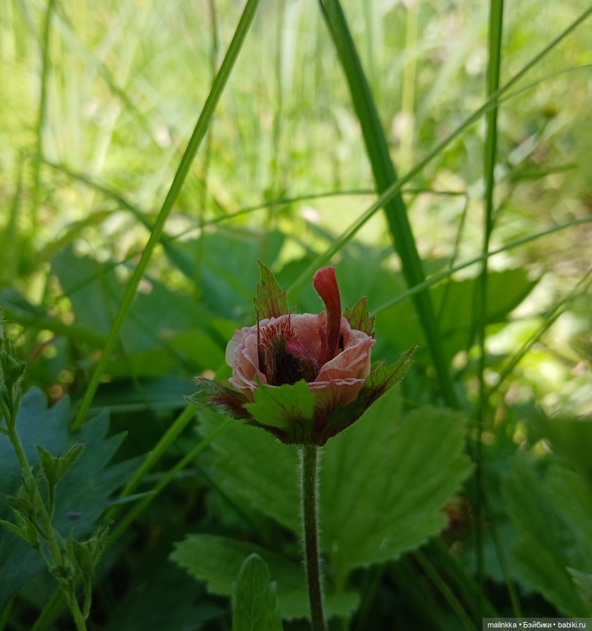 Как мы по ягоды ходили — Коллекционные фигурки (разное): животные