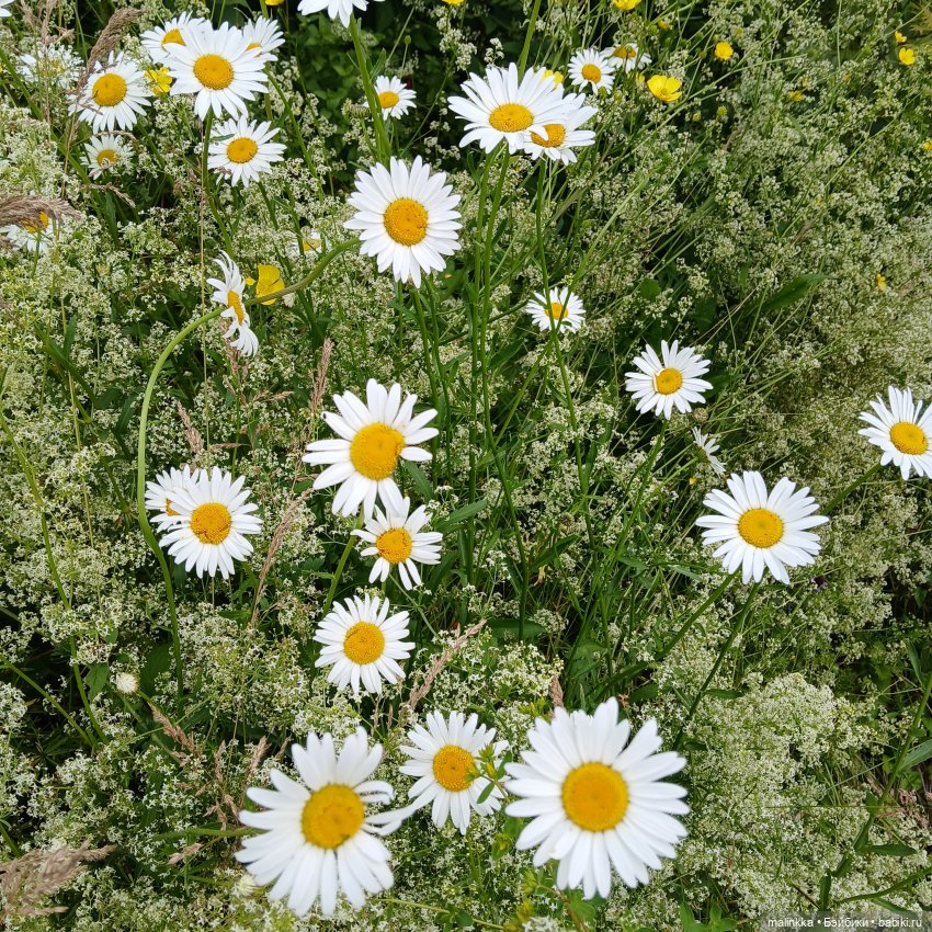 Как мы по ягоды ходили — Коллекционные фигурки (разное): животные (фото 9)