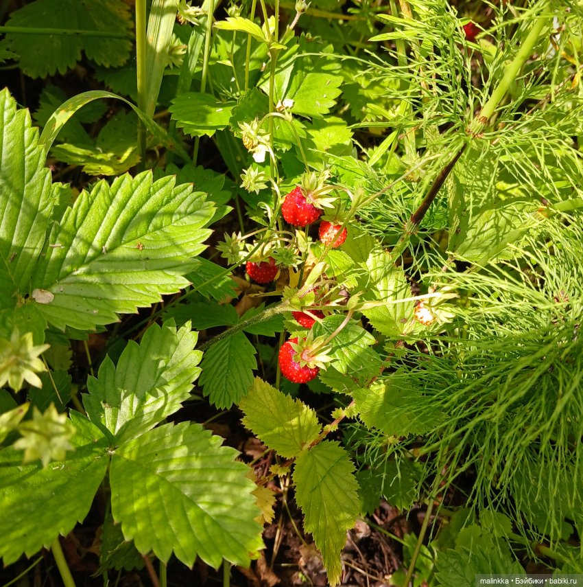 Как мы по ягоды ходили — Коллекционные фигурки (разное): животные (фото 3)