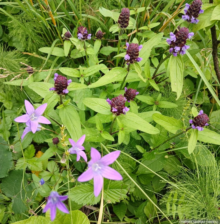 Как мы по ягоды ходили — Коллекционные фигурки (разное): животные (фото 10)