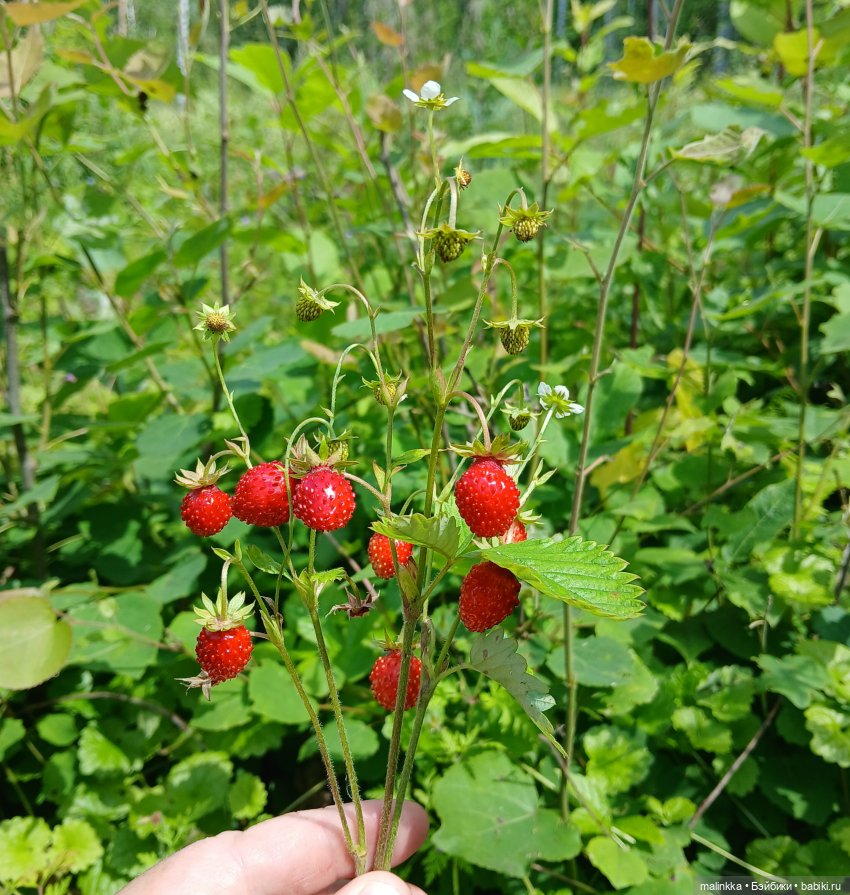 Как мы по ягоды ходили — Коллекционные фигурки (разное): животные (фото 4)