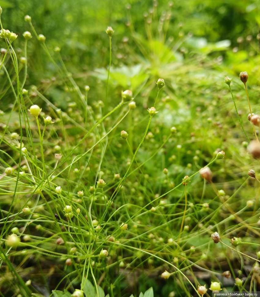 Как мы по ягоды ходили — Коллекционные фигурки (разное): животные (фото 8)