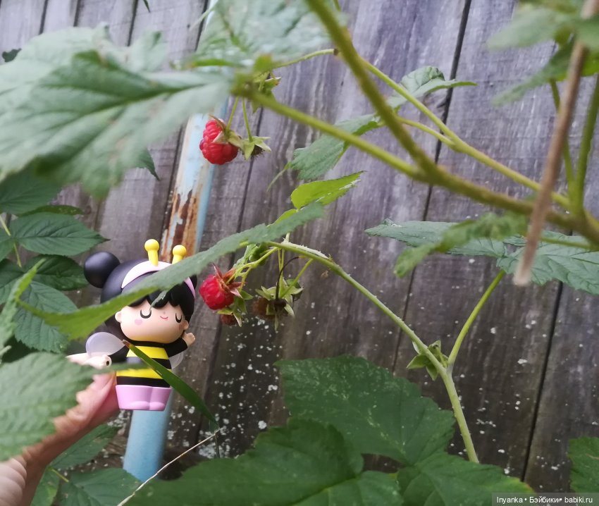 Один летний день маленькой трудолюбивой пчёлки (фото 9)