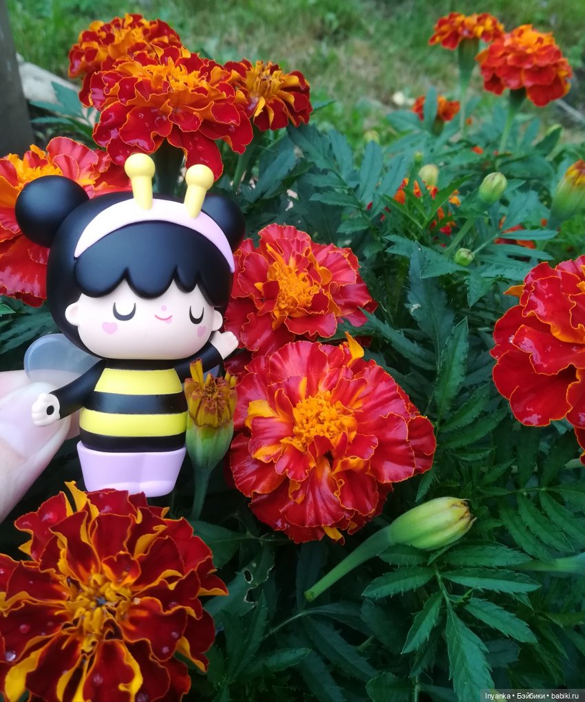 Один летний день маленькой трудолюбивой пчёлки (фото 3)