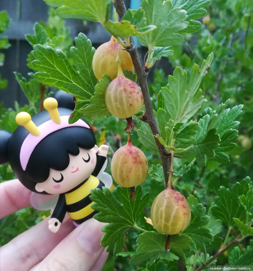 Один летний день маленькой трудолюбивой пчёлки (фото 8)