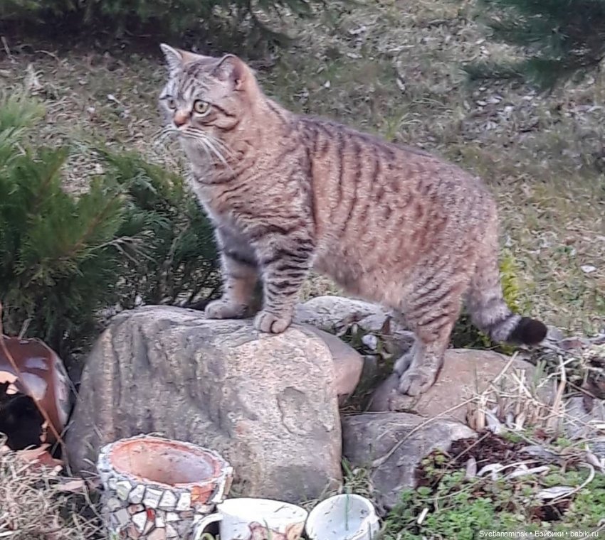 Кто в доме хозяин — Болталка и разговоры обо всем: жизнь (фото 2)