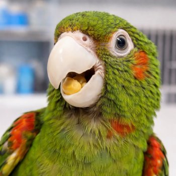 Новый клюв за пару часов: технологии на службе природы