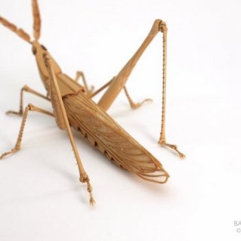 Оживший бамбук: невероятные насекомые Нориюки Саито