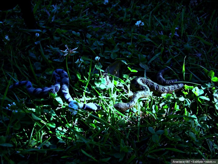 Школа Добра и Зла /Принцесса или ведьма /серия 10 /Плохая группа /часть 2 (фото 5)