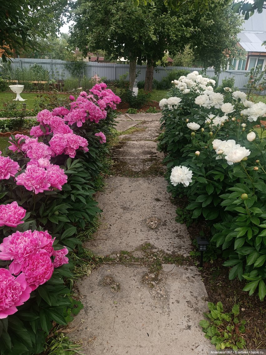 Амавин. Прекрасная музыка