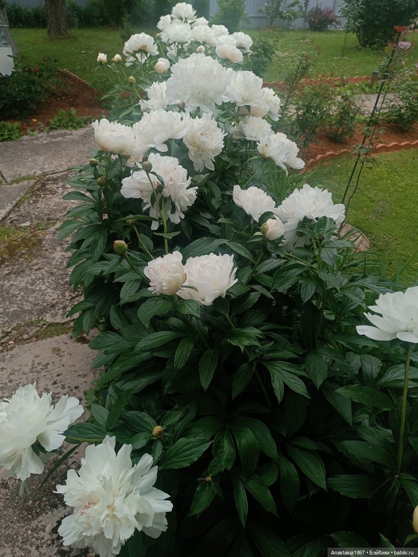 Амавин. Прекрасная музыка