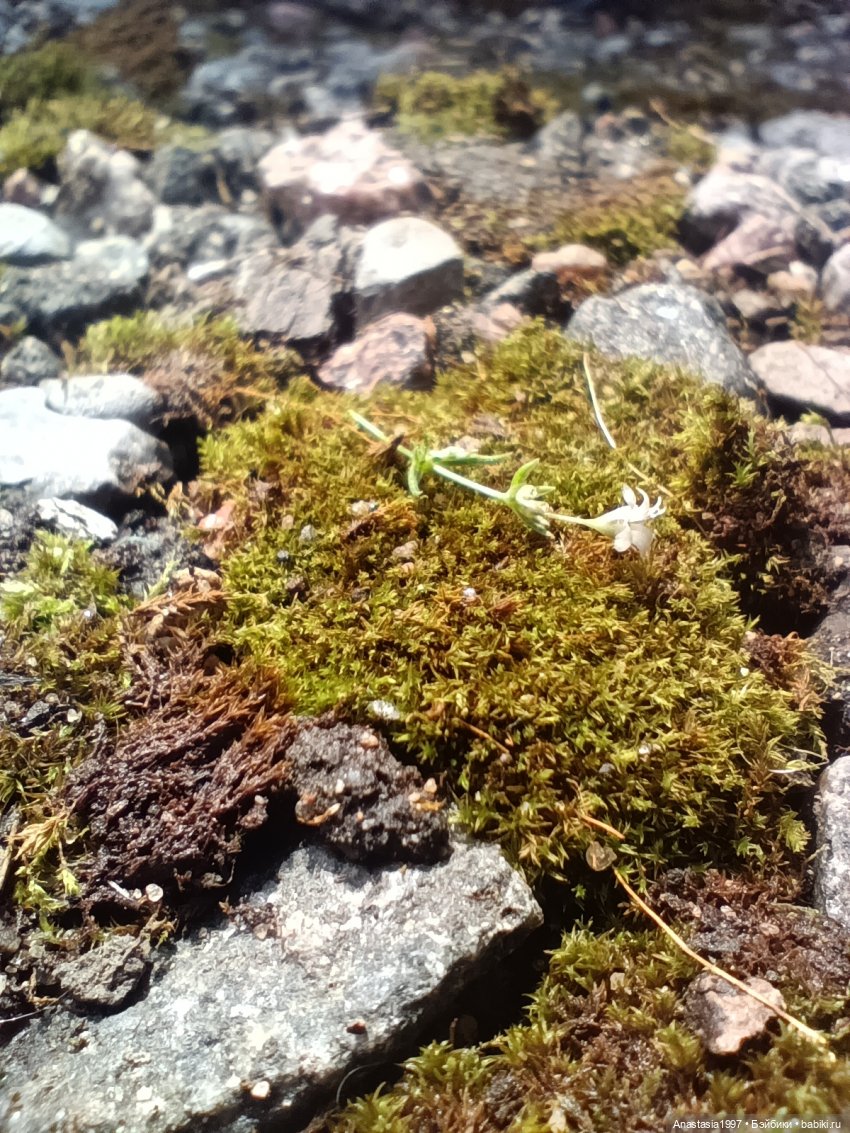 Легенды Шервуда /серия 12 /Ричард Львиное Сердце / Финал