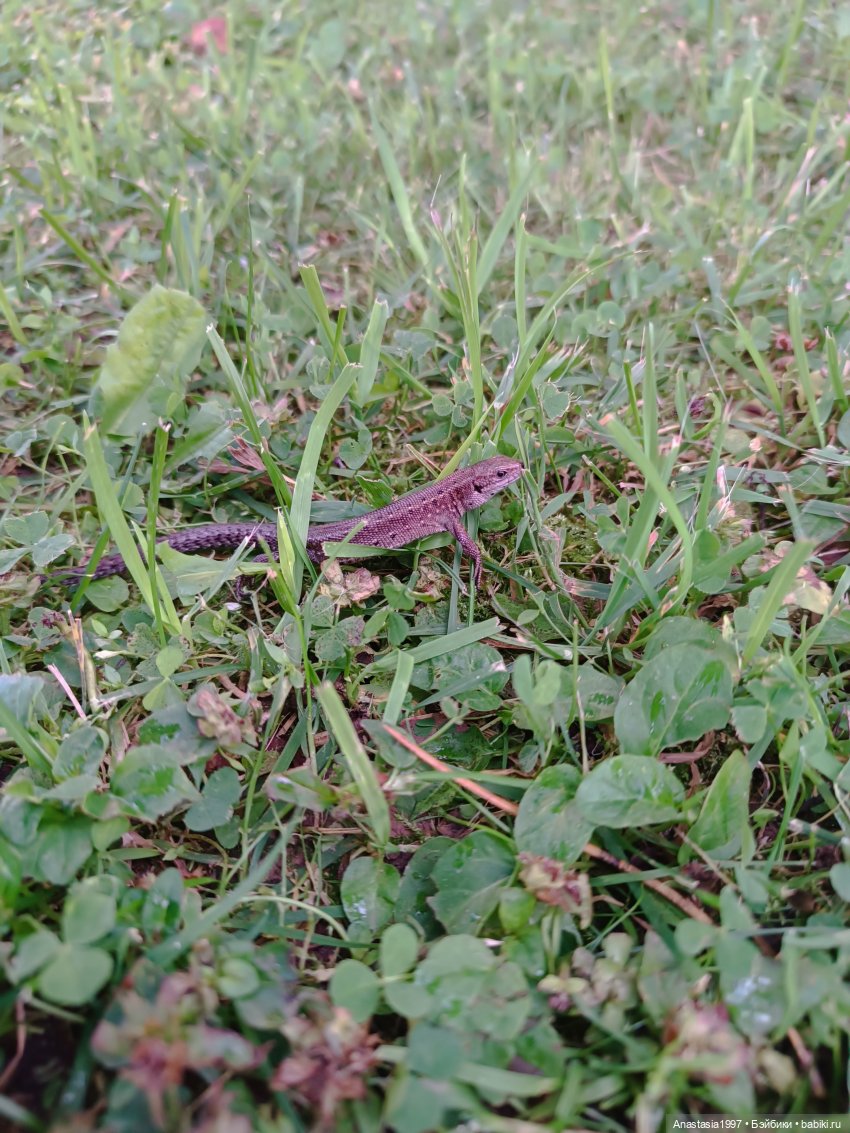 Закулисье сериала "Легенды Шервуда"